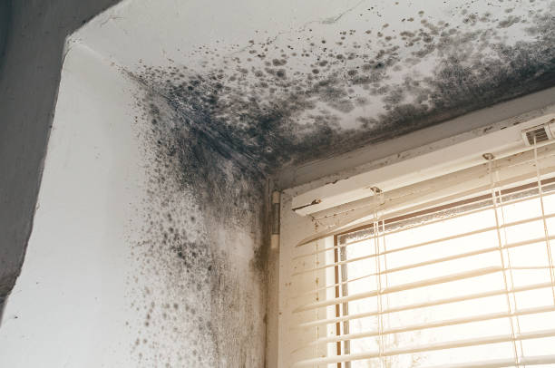 Affordable Mold Inspection And Testing solutions in Clarklake, MI
