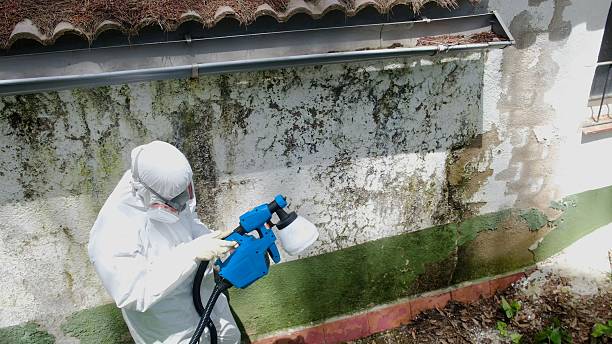 Top rated local Mold Inspection And Testing specialists in Clarklake, MI